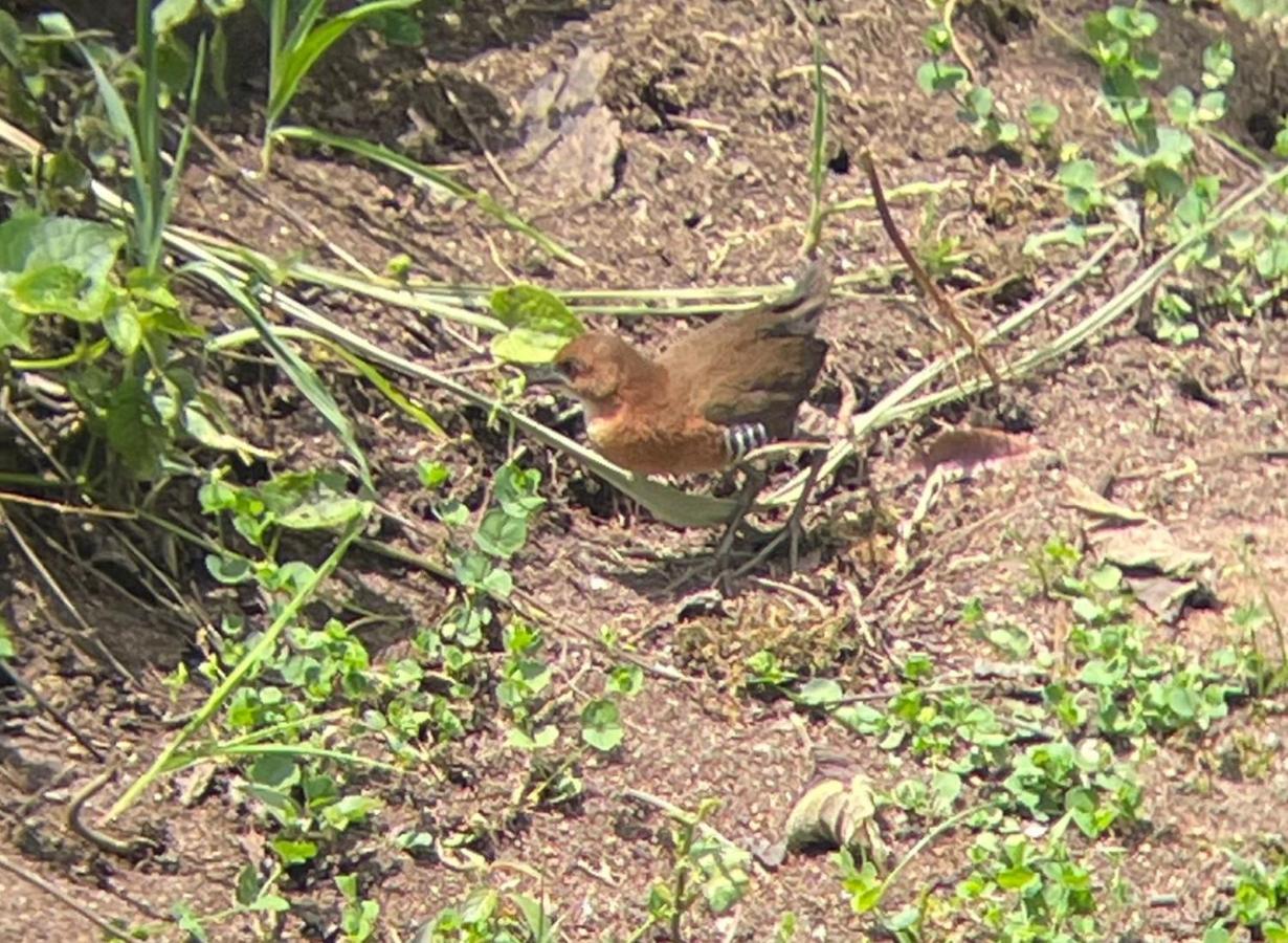Sendero De Las Aves Миндо Екстериор снимка