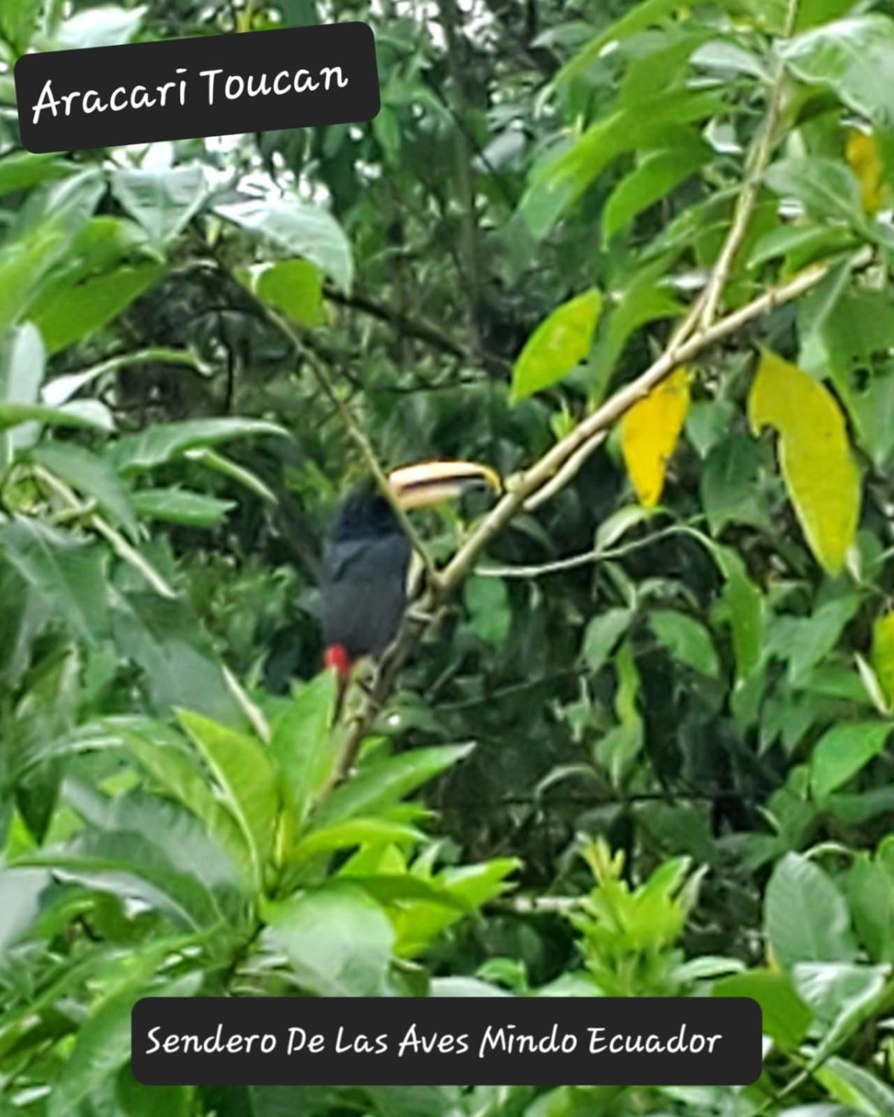 Sendero De Las Aves Миндо Екстериор снимка