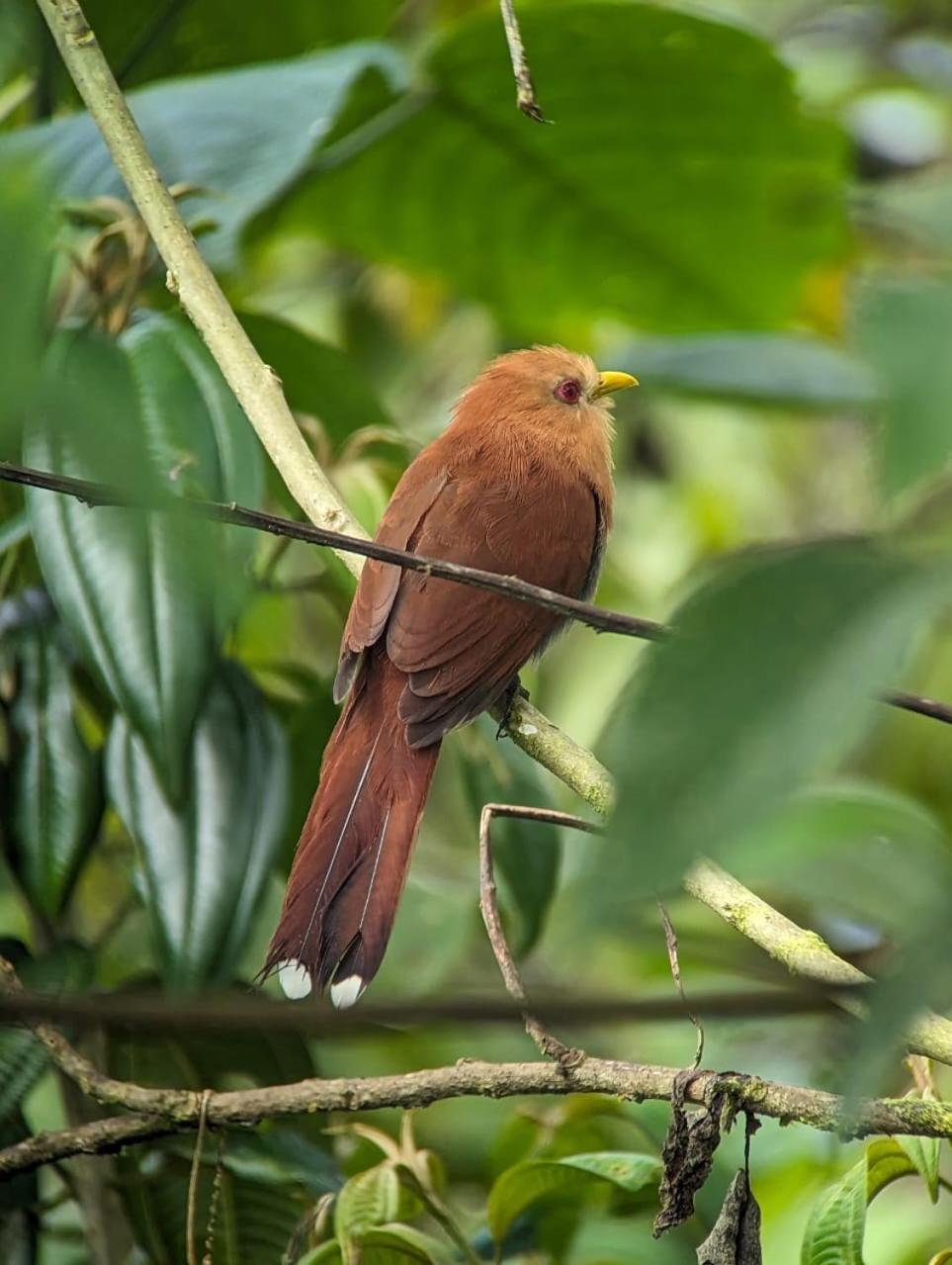 Sendero De Las Aves Миндо Екстериор снимка